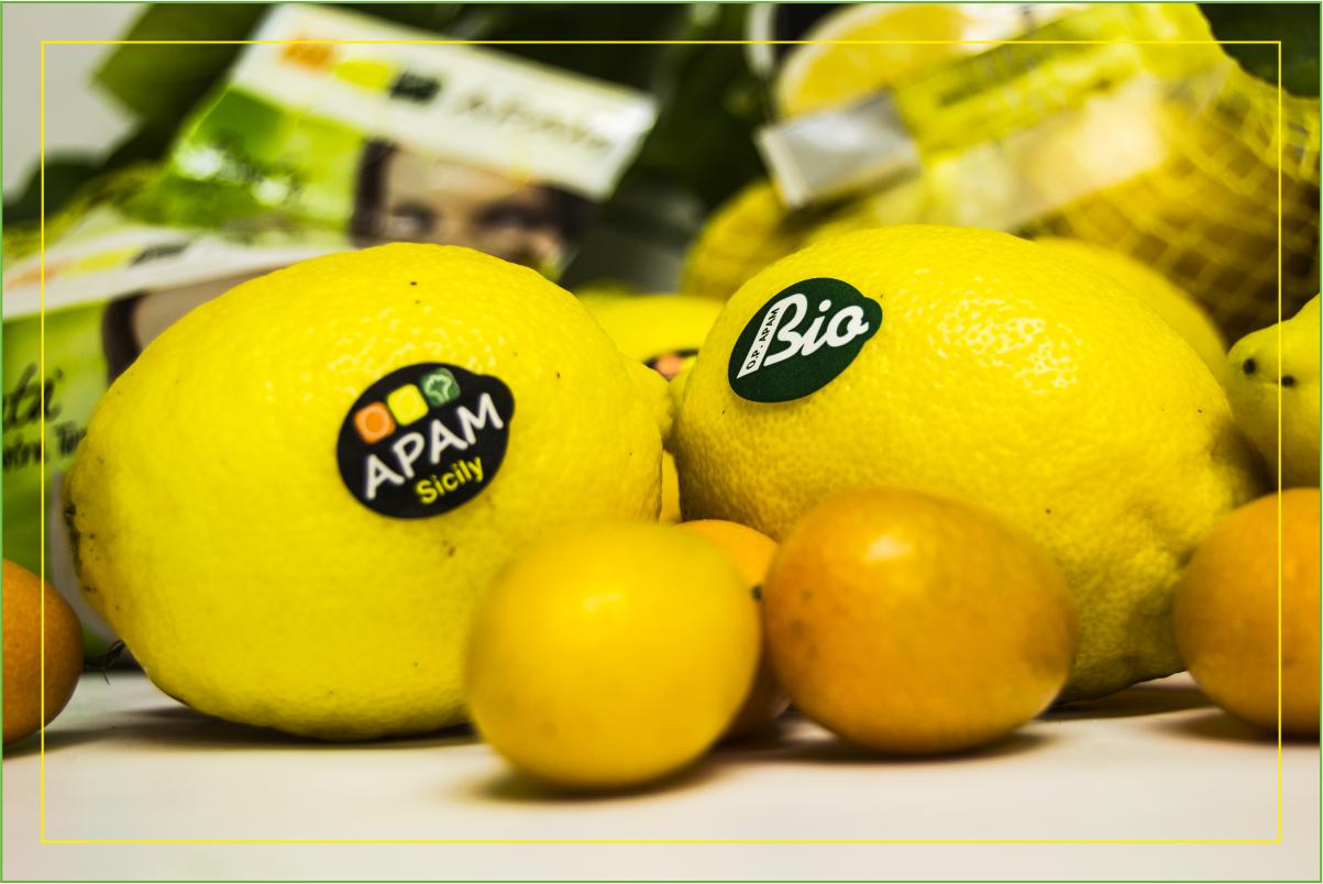 Consorzio Apam Torrenova - Limoni kumquat